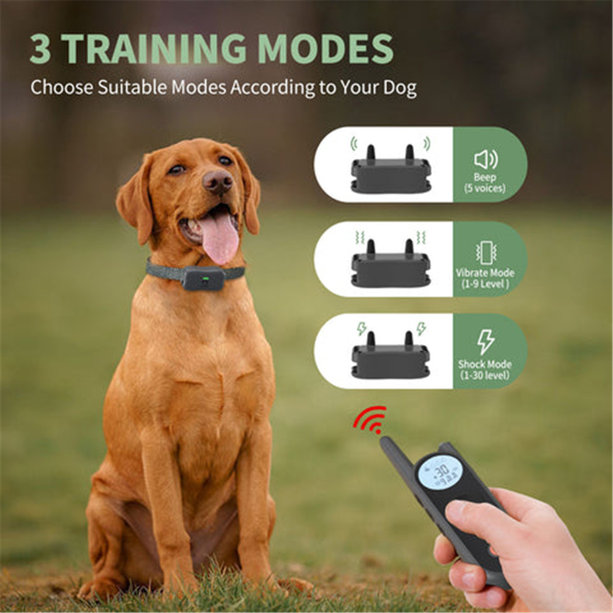 News What Is Dog Training Collar 